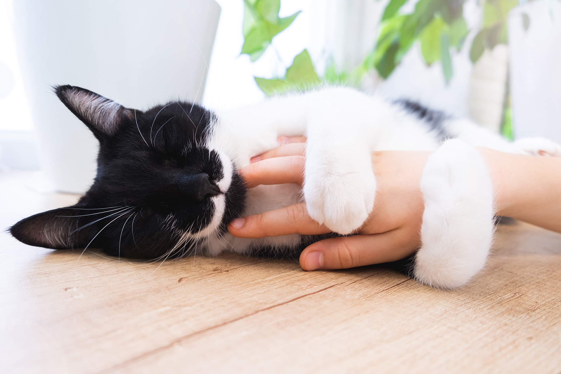 Black and white cat hugging child's hand.