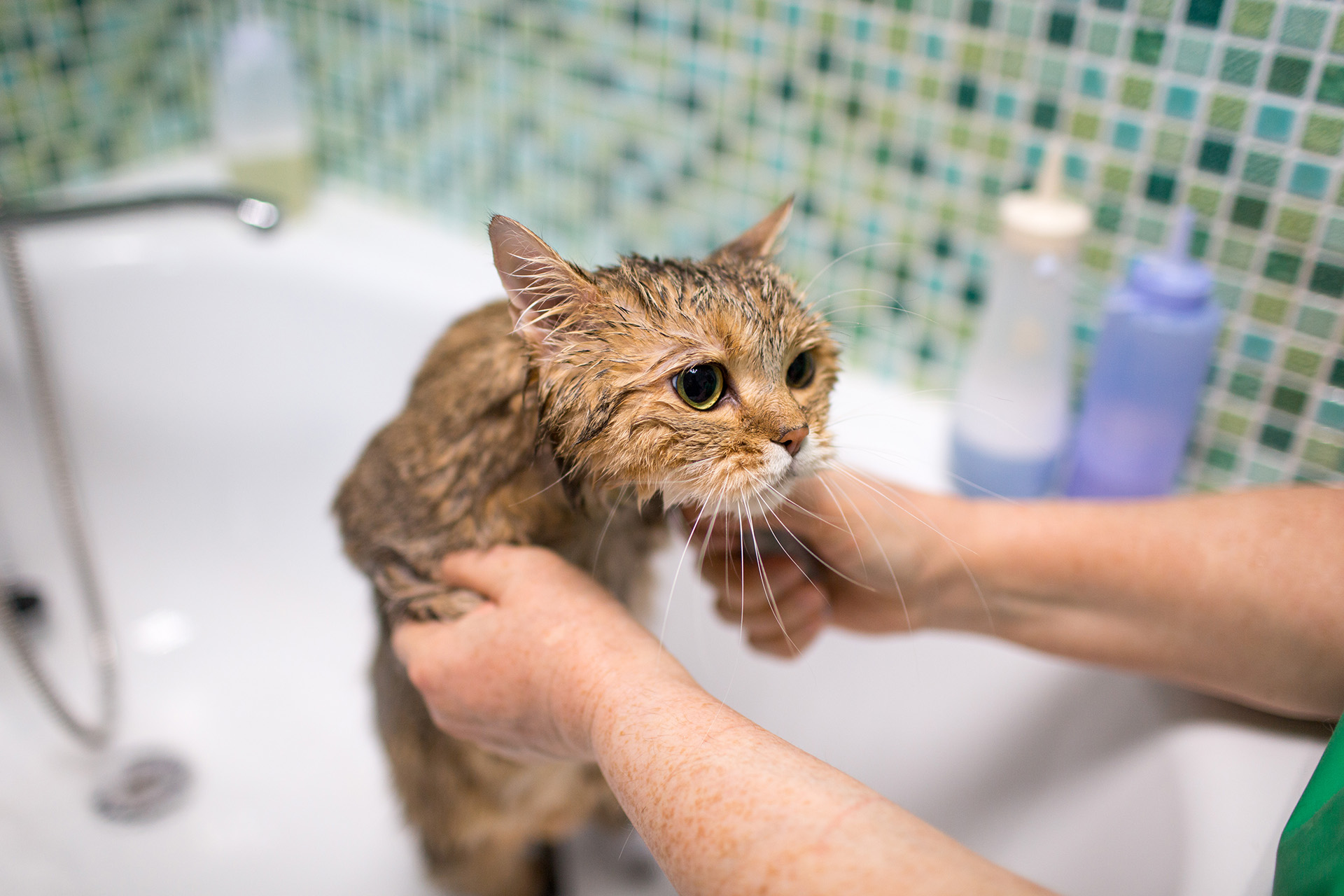 Pet Grooming: The Ultimate Guide